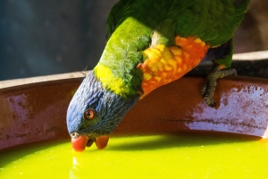 Loriquet à tête bleue